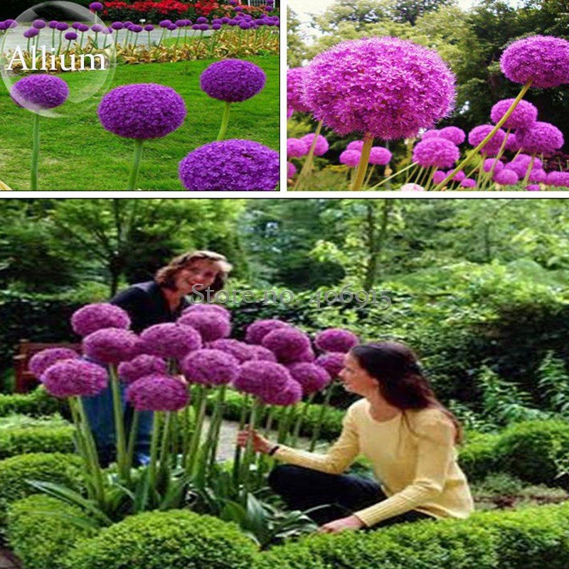 JMS Herilloom Allium Giganteum Giant Onion With Purple Flowers, 20 Seeds, Very Beautiful Flowers Mos
