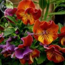 JMS Rare Heirloom Beautiful Orange Pansy, 30 Seeds, Cold-Resistant High Survival Rate Light Up Your 