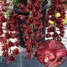 JMS Rare Wild Orchids Dark Red Colors Perennial Flowers, 100 Seeds, Light Fragrant Indoor Potted Lan