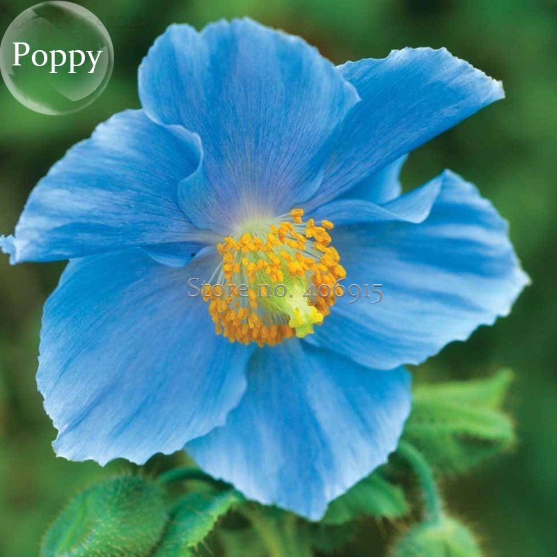 JMS Rare Blue Corn Iceland Poppy Annual Flowers, 100 Seeds, Light Your Garden E3594