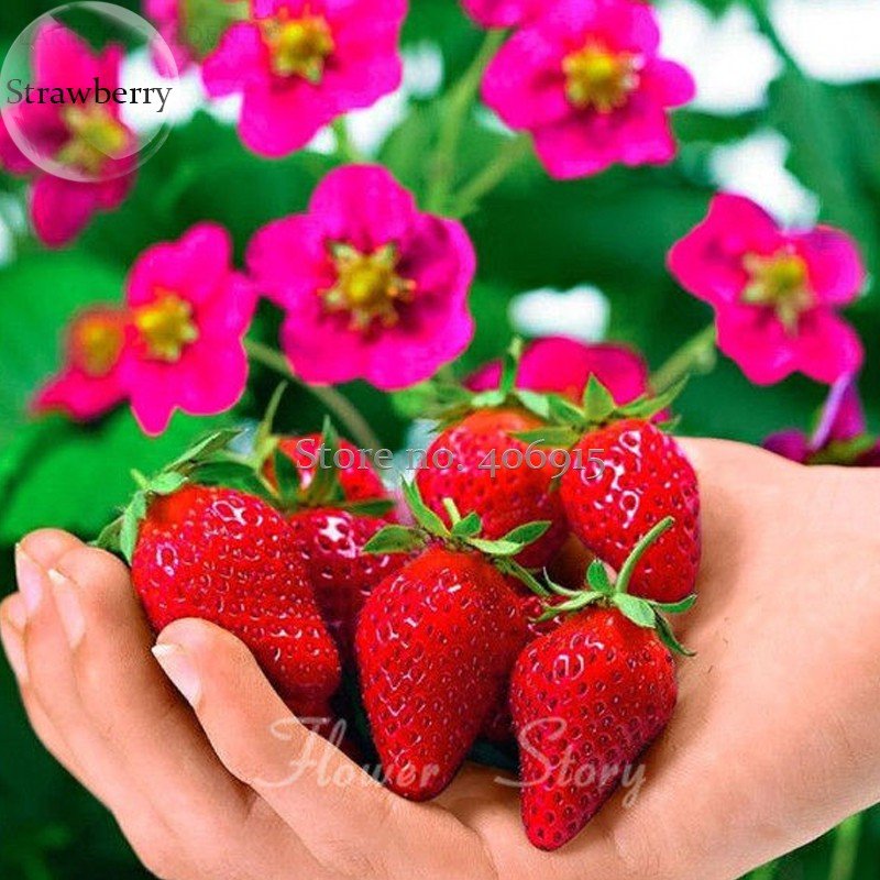 JMS Rare Toscana F1 Fleurostar Strawberry, 100 Seeds, Large Deep Rose Cone Shaped Fruit Flowers  E36