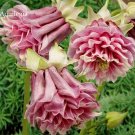 JMS Heirloom Rare Beautiful Purely Pink Aquilegia Columbine Flowers, 50 Seeds, Attractive Butterfly 