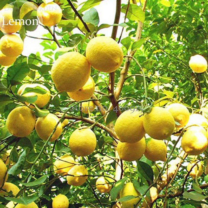 JMS Rare Outdoor Organic Yellow Big Lemon Tree, 20 Seeds, Healthy Nutrition Edible Fruits E3638