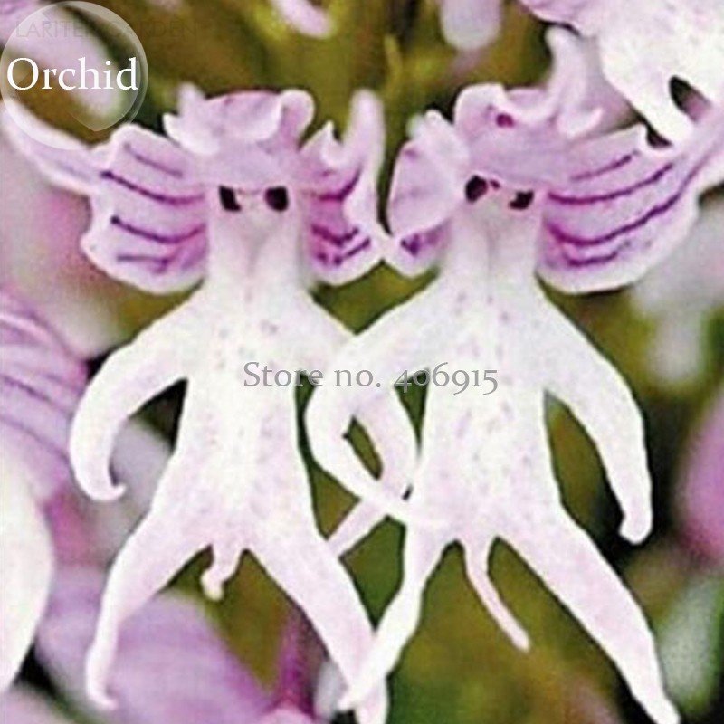 JMS Rare Human Face Orchid Perennial Plant Flowers, 100 Seeds, Light Up Garden E3619