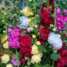 JMS Perennial Colorful Corrugated Hollyhock, 20 Seeds,Attractive Butterfly Beautify The Environment 