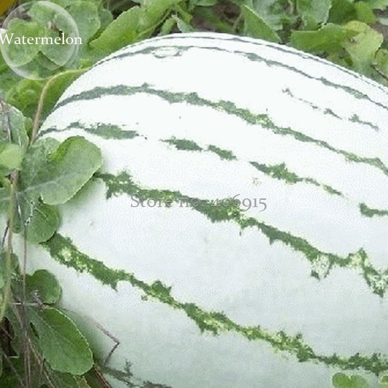 JMS Heirloom Green White Big Sweet Watermelon, 10 Seeds, Sweet Delicious In Hot Weather E3651