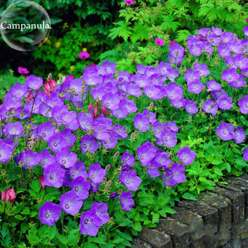 JMS Rare Beautiful Purple Campanula Groundcover Plants For Flower Bed, 50 Seeds, Attract The Butterf