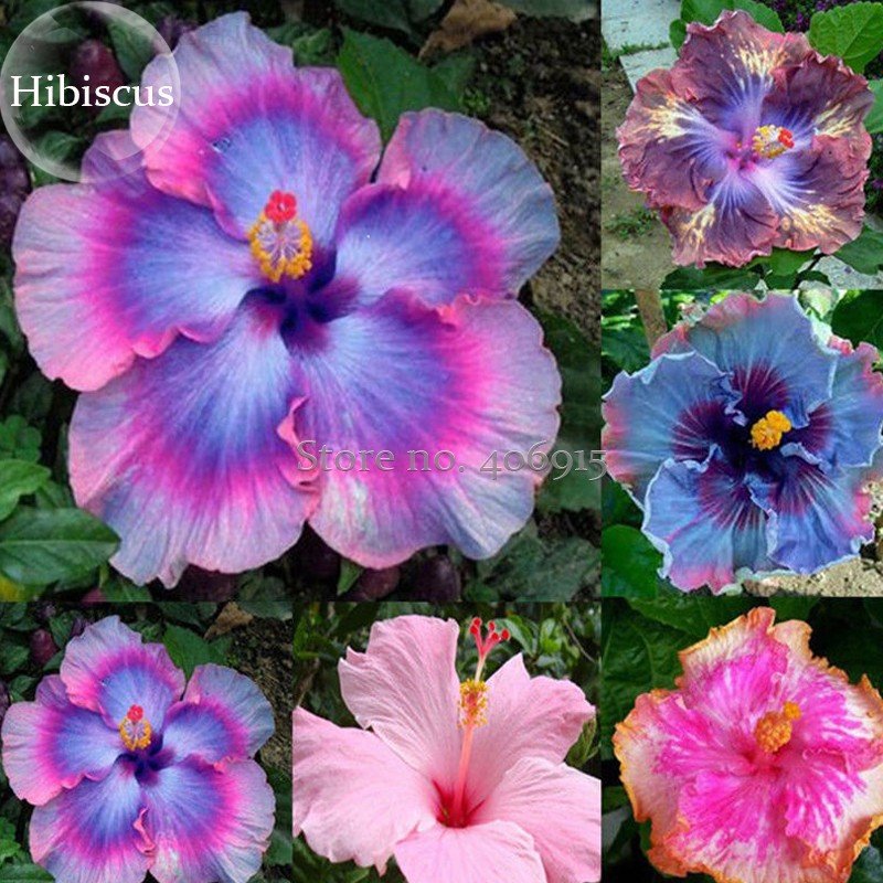 JMS Rare Mix Colors Giant Hibiscus Seeds Potted Plant Perennial Flowers, 20 Seeds, Rose Mallow Light