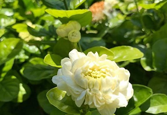 JMS 100Pcs Jasmine Seeds 'Grand Duke Of Tuscany' White Fragrant Double Flowers
