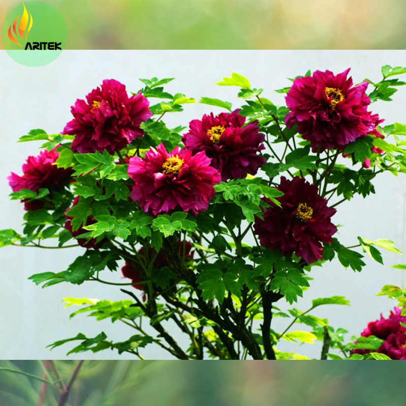 JMS 'Phoenix Fire' Purple Peony Seeds, 5 Seeds, Professional Pack, Big Blooming Fragrant Flowers E35