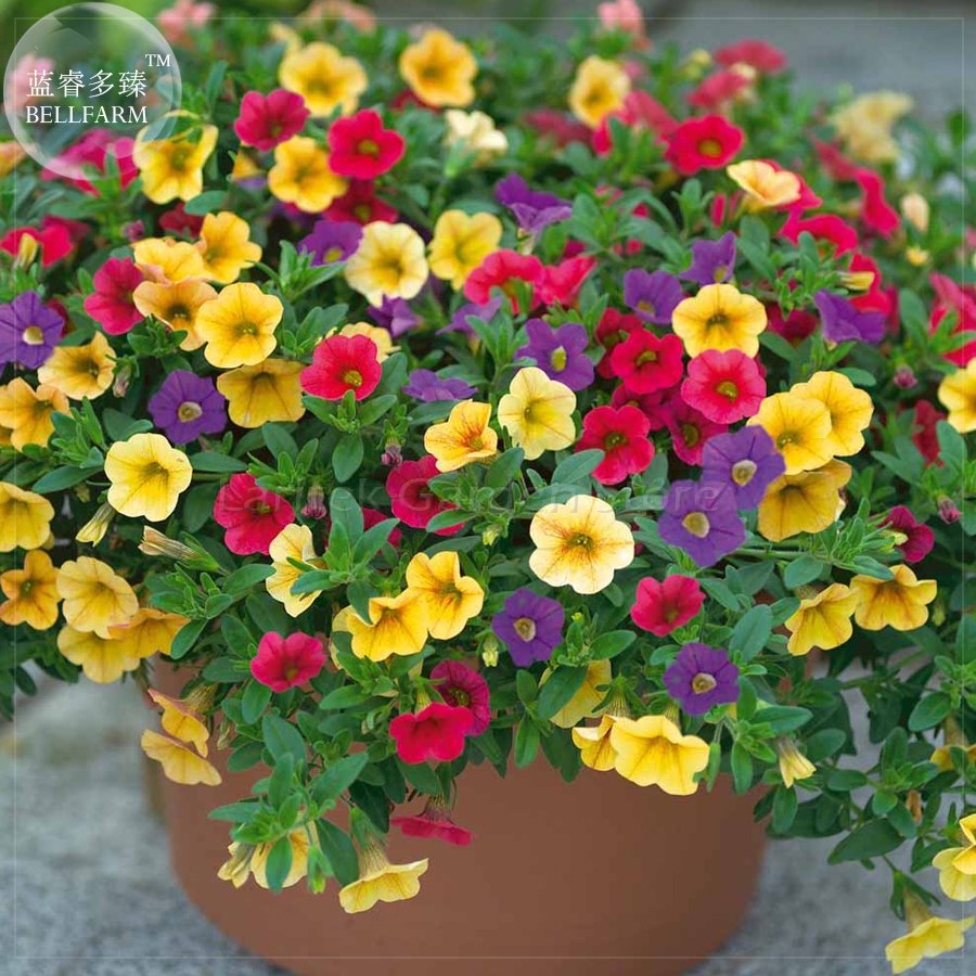 JMS 'Huakai Darong' Mixed Bonsai Petunia Hybrid Seeds, 200 Seeds, Professional Pack, A Must For Hang