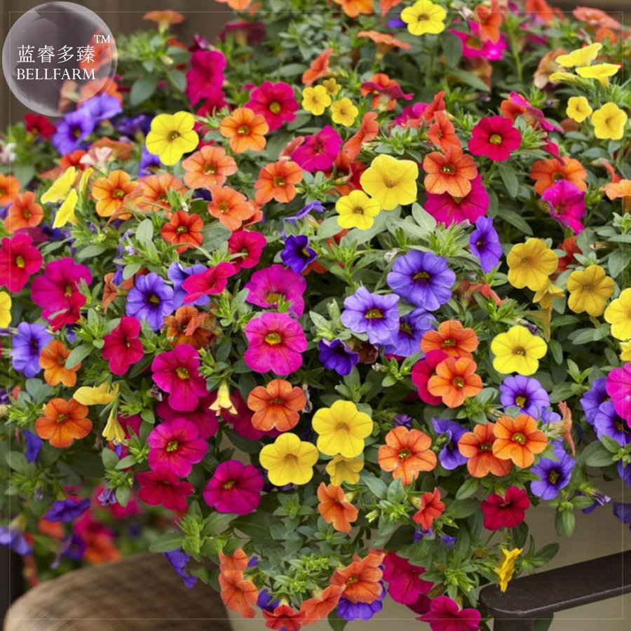JMS 'Xiao Jiujin' Hanging Mixed Bonsai Petunia Hybrid Seeds, 200 Seeds, Professional Pack, A Must Fo