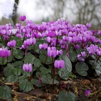 JMS 'Qiguaidao' Purple Eastern Cyclamen Seeds, 5 Seeds, Professional Pack, A Must For Garden Diy Pla
