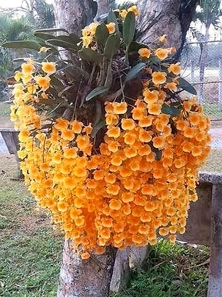 JMS Phalaenopsis Orchid, Orange