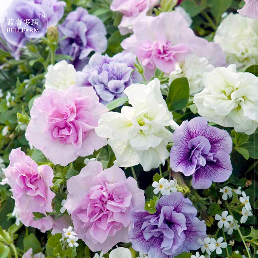JMS 'Xin Hun' Colorful Petunia Seeds, 200 Seeds, Professional Pack, Annual White Pink Purple Mixed D