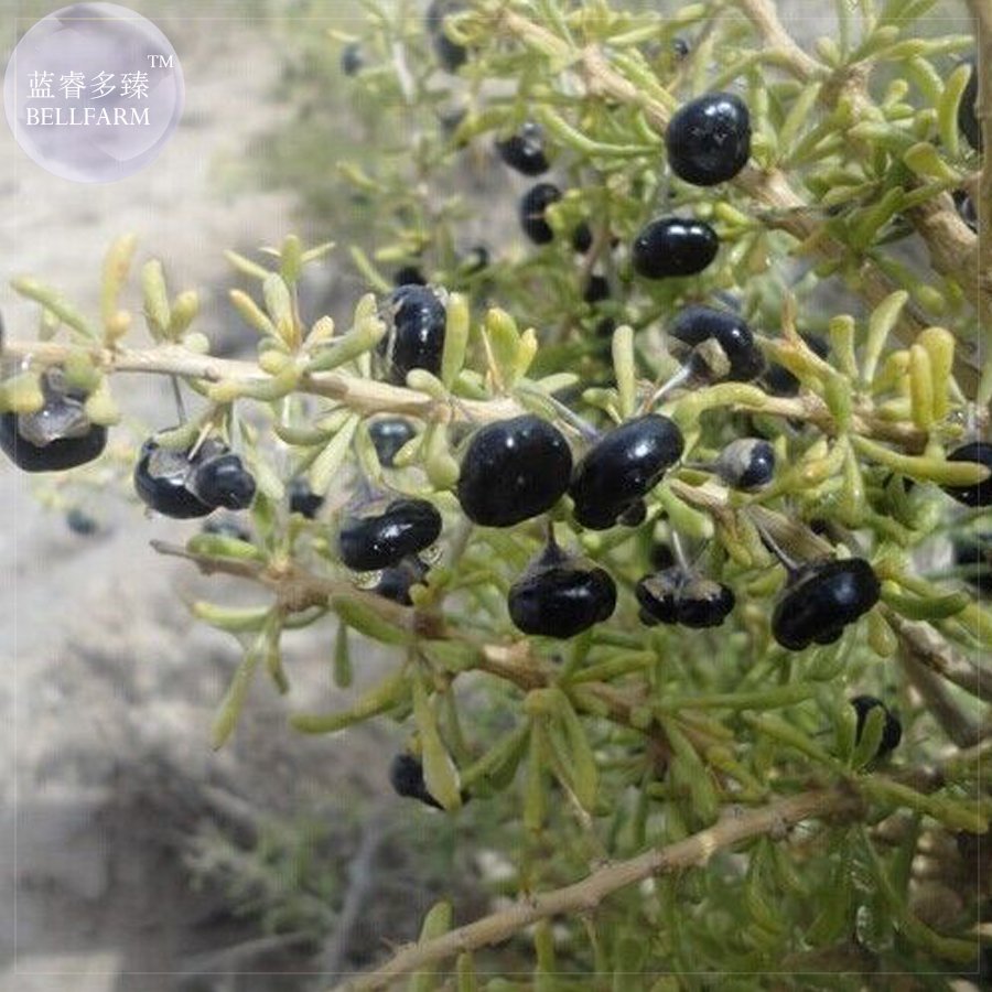 JMS Bellfram Black Goji Medlar Hybrid Seeds, 1000 Seeds, Professional Pack, Lycium Barbarum 80% Germ
