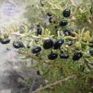 JMS Bellfram Black Goji Medlar Hybrid Seeds, 1000 Seeds, Professional Pack, Lycium Barbarum 80% Germ