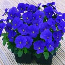 JMS Bellfram Viola Cornuta Blue Pansy Seeds, 30 Seeds, Professional Pack, Bonsai Winter Handy Plant 