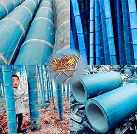 JMS 20Pcs Chinese Blue Bamboo Seeds Moso Bamboo Huge Mao Bamboo