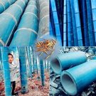 JMS 20Pcs Chinese Blue Bamboo Seeds Moso Bamboo Huge Mao Bamboo