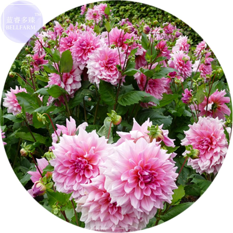 JMS  Pink Red Dahlia Flower Seeds, 50 Seeds, Professional Pack, Perennial Big Blooming Flowers E4158