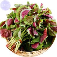 JMS  Edible Amaranth Bi-Color Vegetable Seeds, Professional Pack, 200 Seeds, Tasty Organic Green Red