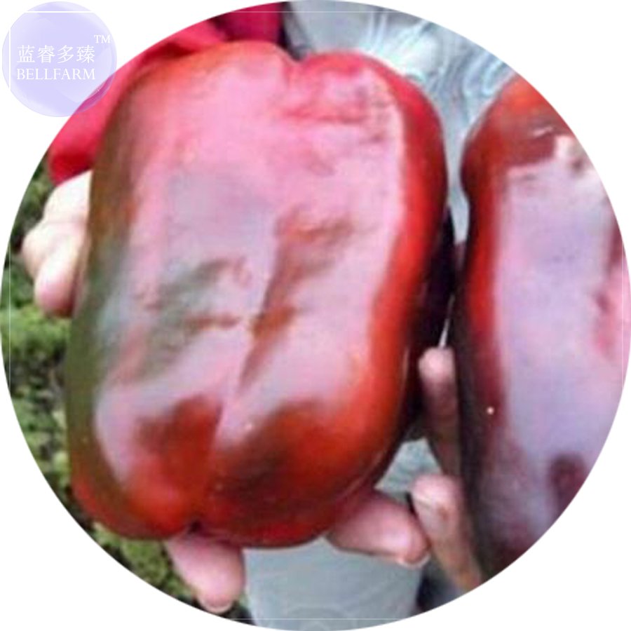 JMS  Russian Giant Sweet Pepper Seeds, 100 Seeds, Easy To Grow Brown Organic Vegetables E4168