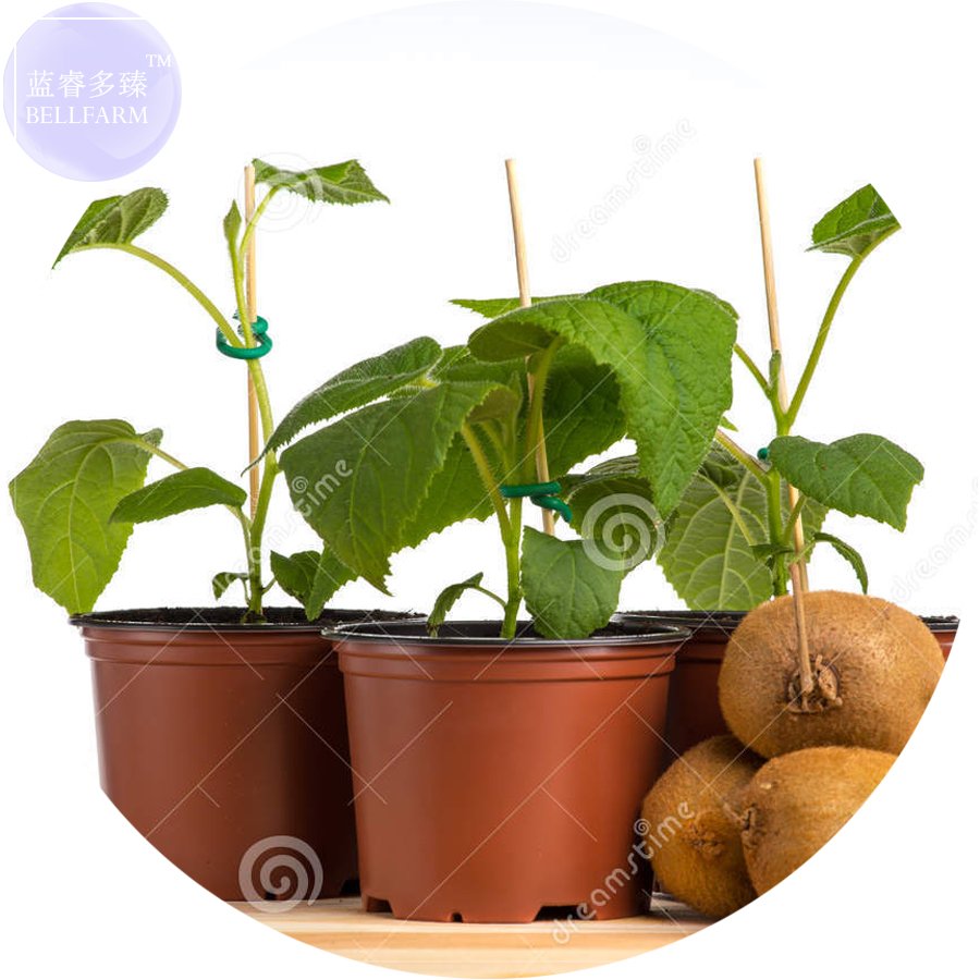 JMS  Bonsai Kiwi Fruit Seeds, 100 Seeds, Easy To Grow Sweet Juicy Fruit Plant E4169