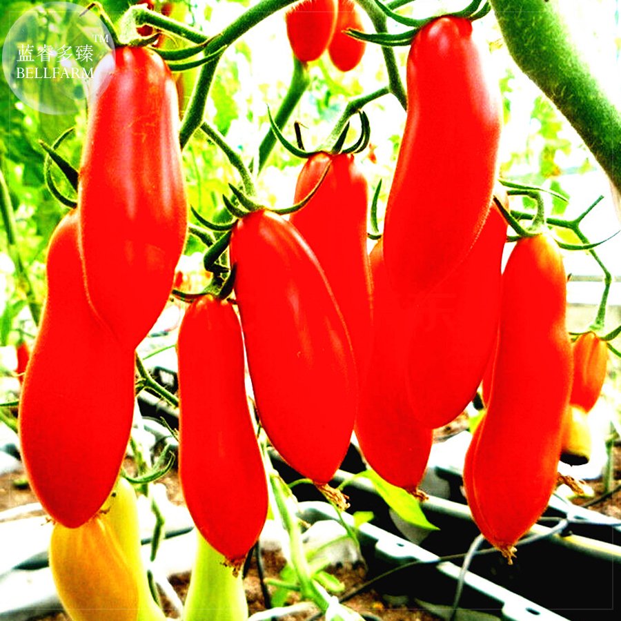 JMS  Red Bananas Tomatoes Seeds, 100 Seeds, Professional Pack, Super Sweet Vegetables Interesting Se