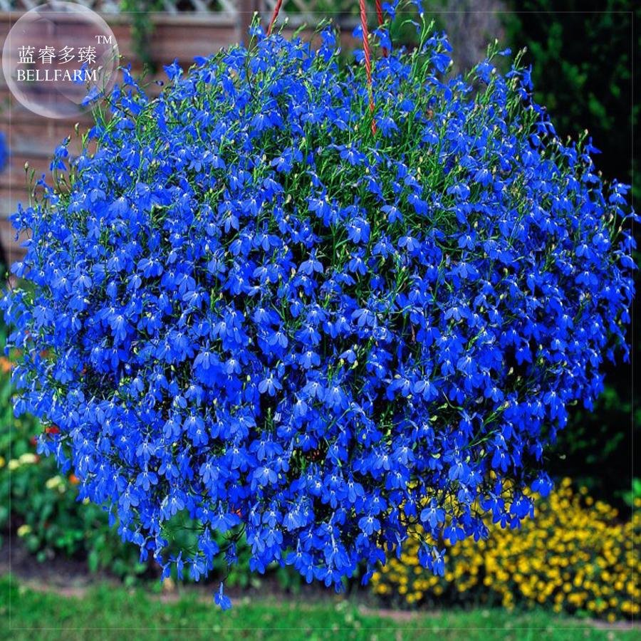 JMS  Lobelia Blue Hanging Bonsai Flower Seeds, 200 Seeds, Professional Pack, Perennial Lobelias Flow