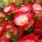 JMS  Begonia Semper Bonsai Flower Seeds, 30 Seeds, Professional Pack, Perennial Handy Flowers E4182
