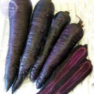 JMS  Carrot - Purple Sun F1 Seeds, 500 Seeds, Professional Pack, Organic Tasty Vegetables E4183