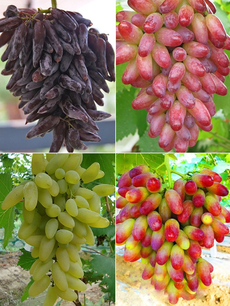 JMS Finger Grape, Mixed