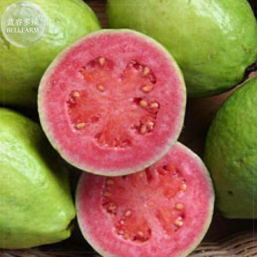 JMS  Apple Guava (Psidium Guajava) Seeds, 20 Seeds, Professional Pack, Tasty Organic Fruits E4187