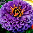 JMS  Rare Zinnia Seeds, 50 Seeds, Professional Pack, Giant  Youth-And-Old-Age E4189