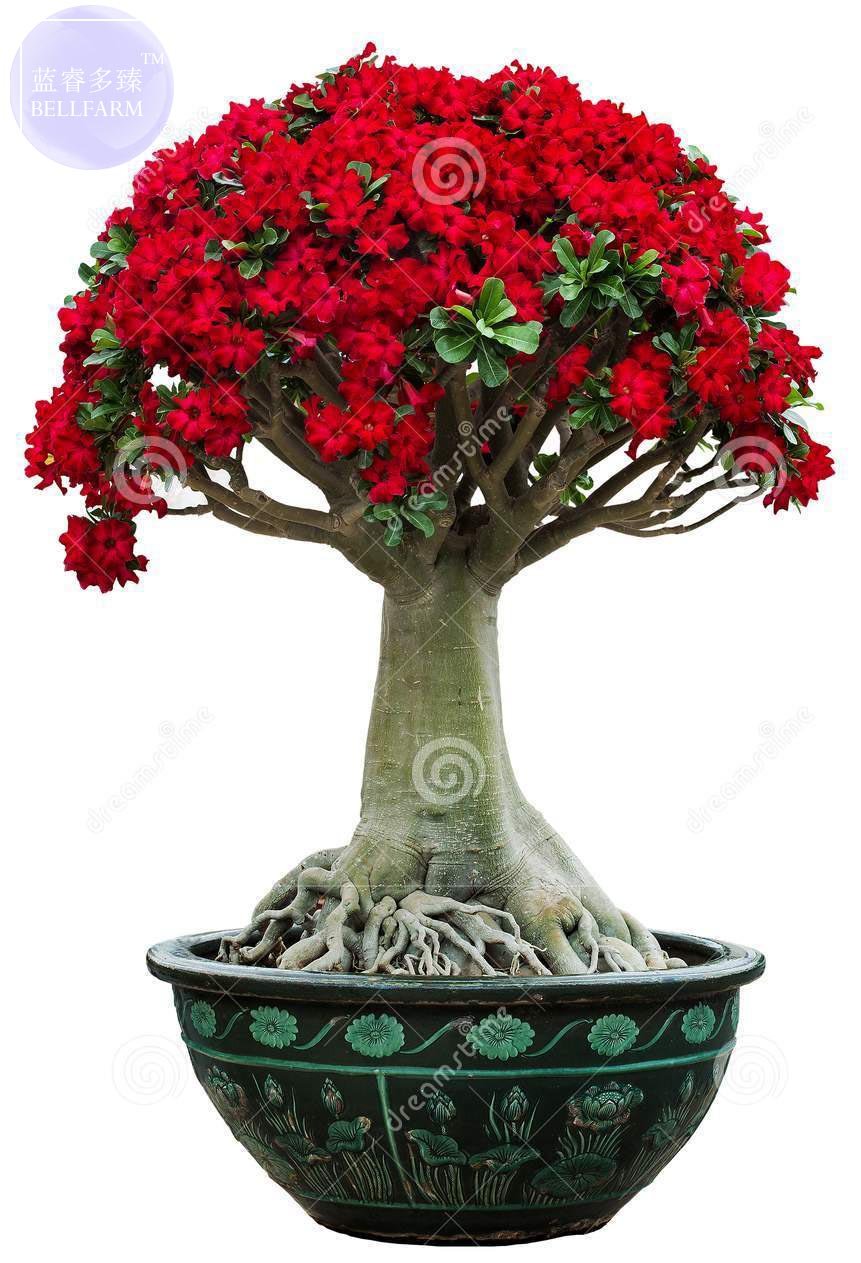 JMS  Adenium Seeds, Only 1 Seed, Big Blooms Colorful Desert Rose A Must For Home Garden E4191