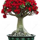 JMS  Adenium Seeds, Only 1 Seed, Big Blooms Colorful Desert Rose A Must For Home Garden E4191