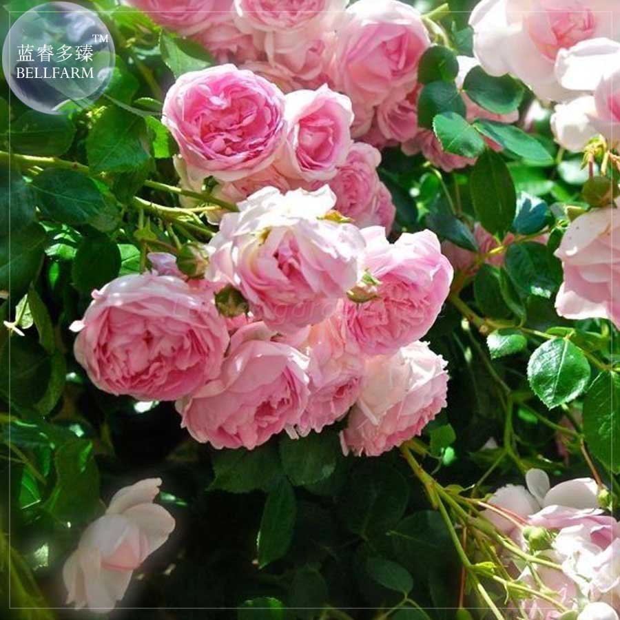 JMS  Rose Heirloom Climbing Flower Seeds, 50 Seeds, Strong Fragrant Attracting Bees Butterflies E419