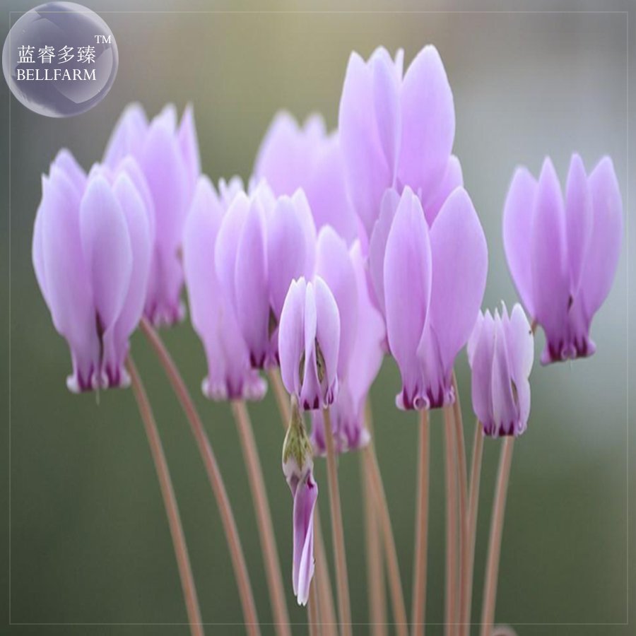 JMS  'Houniao' Purple Cyclamen Seeds, 5 Seeds, Professional Pack, Perennnial Light Fragrant Flowers 