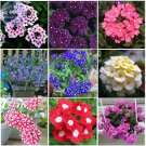 JMS  Verbena Hybrida Voss Perennial Plant Seeds, 80 Seeds, Garden Essentials Long Flowering E4200