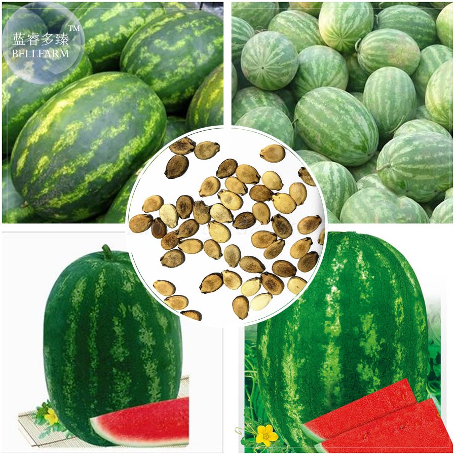 JMS  Zhengzha No.5 Big Long Red Watermelon Seeds, 40 Seeds, Juicy Sweet Early-Maturing Hybrid Fruit 