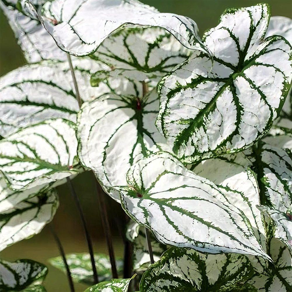 JMS Caladiums Plant Seeds
