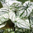 JMS Caladiums Plant Seeds