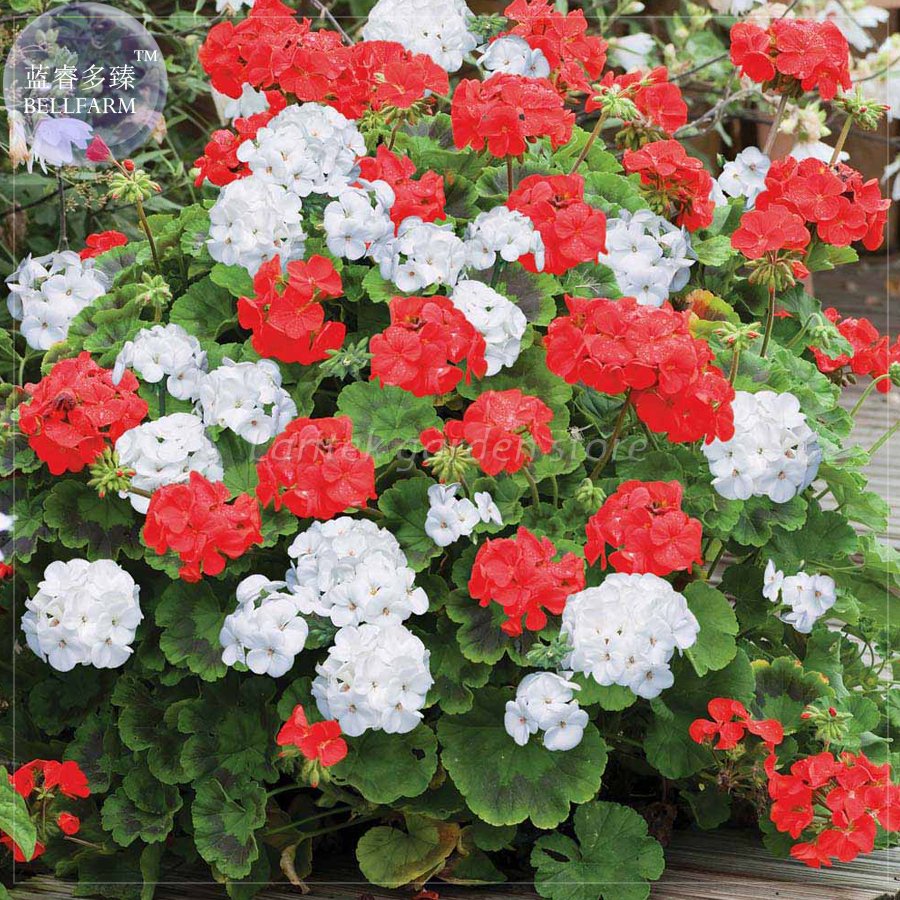 JMS  Geranium 'St Gerorge' Seeds, Professional Pack, 10 Seeds, White Rose Red Mixed Pelargonium E421