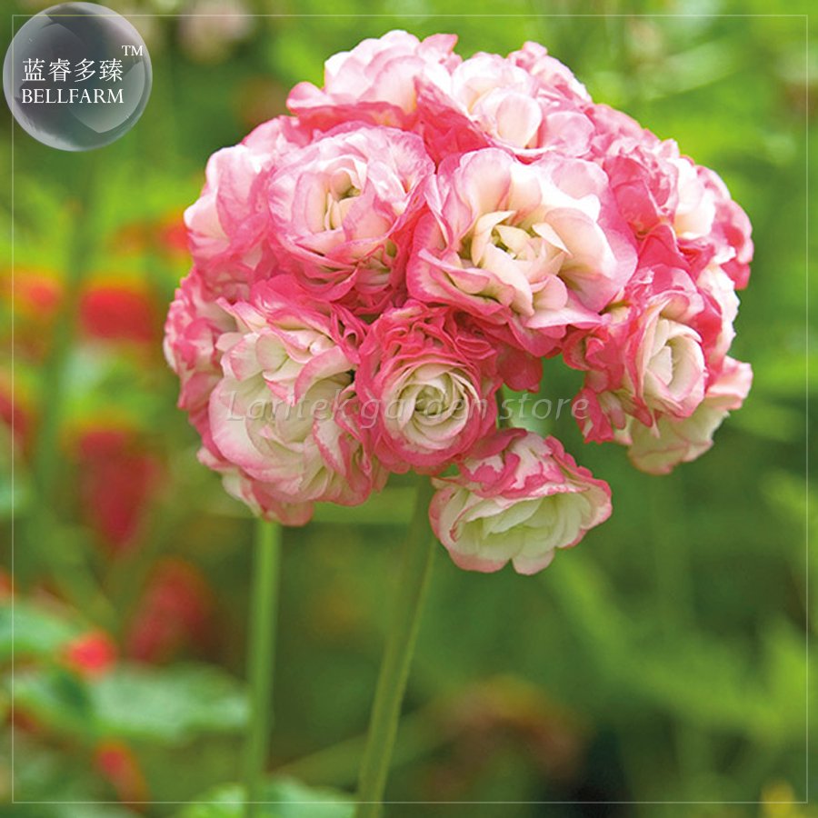 JMS  Geranium 'Apple Blossom Rosebud' Seeds, Professional Pack, 10 Seeds, Perennial Big Blooms Peren