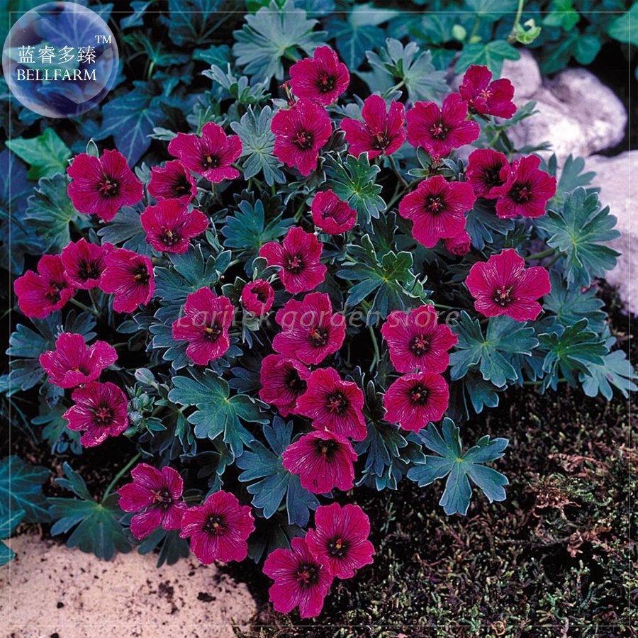 JMS  Geranium Macrorrhizum Dark Red Flower Seeds, Professional Pack, 10 Seeds, Perennial Bonsai Plan