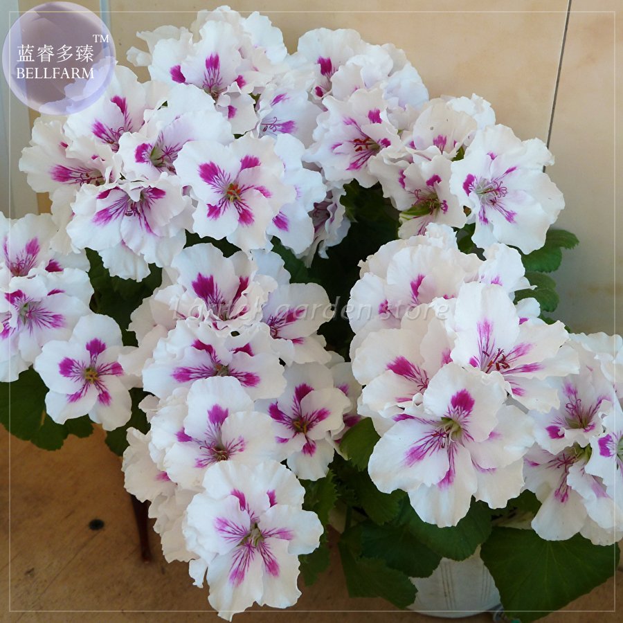 JMS  Geranium Purely White Petals Purple Spot Flower Seeds, Professional Pack, 10 Seeds, Perennial B