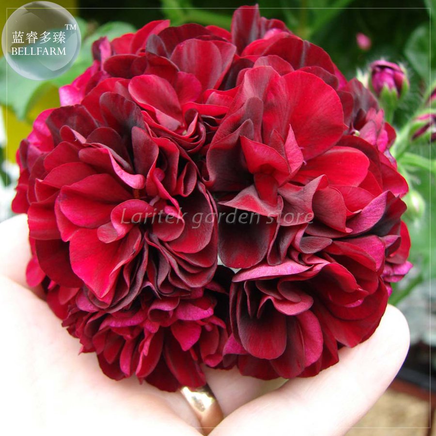 JMS  Geranium 'Pac Tommy' Dark Red Flower Seeds, Professional Pack, 10 Seeds, Big Blooms Ivy-Leaved 