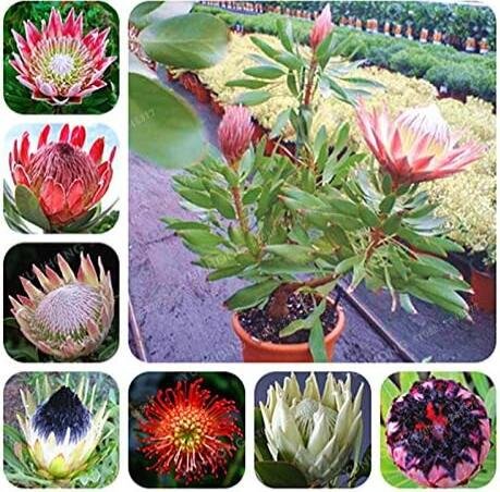JMS Rare Protea Cynaroides, Mixed