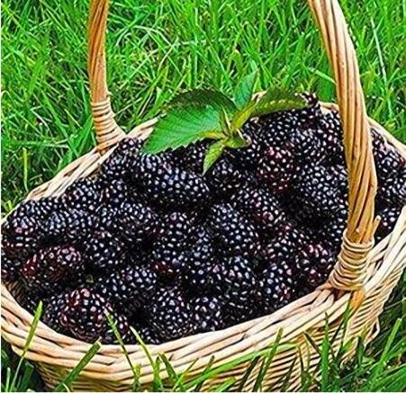 JMS Black Mulberry